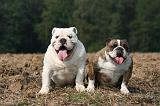 BULLDOG ANGLAIS 182